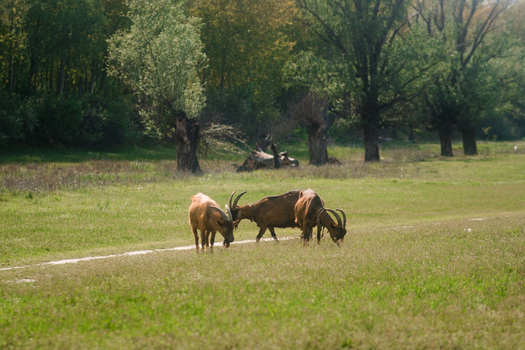 View of three goats grazing in a lush green meadow near a line of trees on a sunny day in Futog Vojvodina Serbia. View of three goats grazing in a lush green meadow near a line of trees on a sunny day in Futog Vojvodina Serbia.