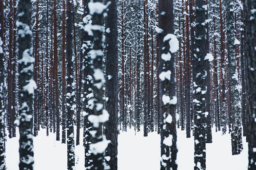 View of Lahemaa National Park featuring snow covered pine tree trunks in a dense winter forest with a thick blanket of snow on the ground in Estonia. View of Lahemaa National Park featuring snow covered pine tree trunks in a dense winter forest with a thick blanket of snow on the ground in Estonia.