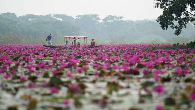 View of people in a boat on a pink water lily pond Bangladesh. View of people in a boat on a pink water lily pond Bangladesh.