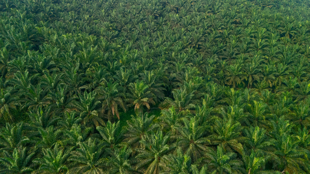 Aerial view of a vast palm oil plantation with rows of lush green palm trees stretching across the landscape in Indonesia.
