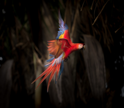 View of a vibrant Scarlet Macaw in flight with its wings spread against a dark tropical foliage background in Puerto Jimenez Puntarenas Province Costa Rica.