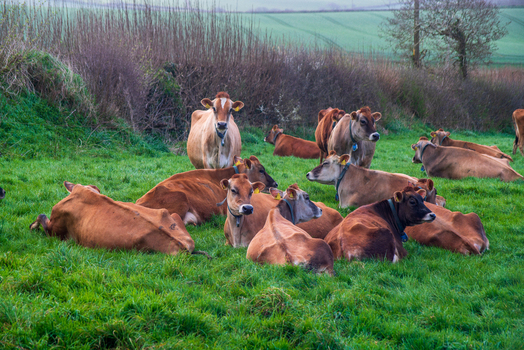 View of a herd of Jersey cows resting in a lush green pasture in the rural countryside of Looe Cornwall United Kingdom. View of a herd of Jersey cows resting in a lush green pasture in the rural countryside of Looe Cornwall United Kingdom.