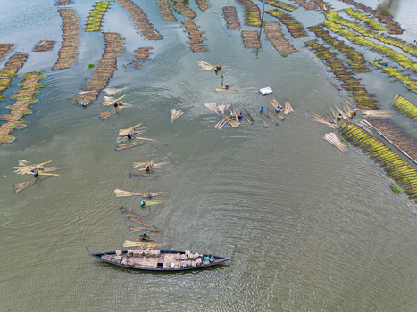 Natore Rajshahi Division Bangladesh 25 July 2026 Aerial view of farmers processing jute stalks in flooded fields with a wooden boat loaded with jute bundles in the water.
