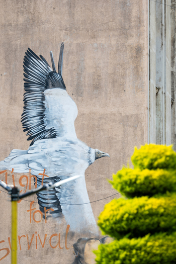 Tepelene Albania 28 May 2026 View of a large mural depicting an Egyptian vulture with the text Flight for Survival on a building wall behind green foliage.