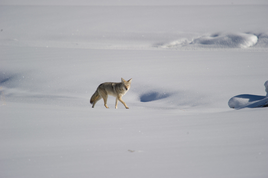 View of a coyote walking through deep snow in a winter landscape in Yellowstone National Park Wyoming United States. View of a coyote walking through deep snow in a winter landscape in Yellowstone National Park Wyoming United States.