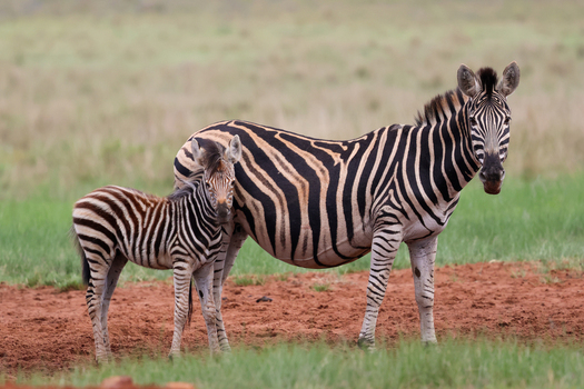 View of an adult zebra and its foal their striking black and white stripes contrasting with green grass and red earth Kruger Park South Africa. View of an adult zebra and its foal their striking black and white stripes contrasting with green grass and red earth Kruger Park South Africa.
