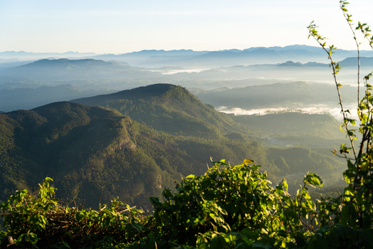 View of Adam s Peak surrounded by misty mountain ranges and lush green forests under a soft morning light Ratnapura Sabaragamuwa Province Sri Lanka. View of Adam s Peak surrounded by misty mountain ranges and lush green forests under a soft morning light Ratnapura Sabaragamuwa Province Sri Lanka.