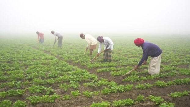 View of farmers working in a foggy field in Bogura Bangladesh. View of farmers working in a foggy field in Bogura Bangladesh.