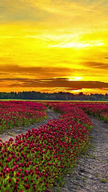 View of red clover field at sunset in Latvia. View of red clover field at sunset in Latvia.