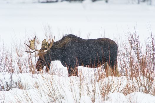 View of a large bull moose standing in deep snow among dry winter brush in Yellowstone National Park United States.