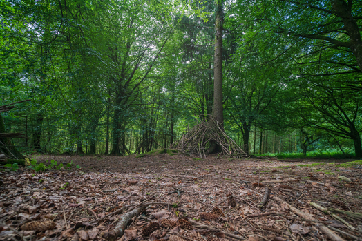 View of a stick shelter built at the base of a tall tree in the lush woodland of Deer Park featuring a forest floor covered in fallen leaves and pine cones in Looe Cornwall United Kingdom. View of a stick shelter built at the base of a tall tree in the lush woodland of Deer Park featuring a forest floor covered in fallen leaves and pine cones in Looe Cornwall United Kingdom.
