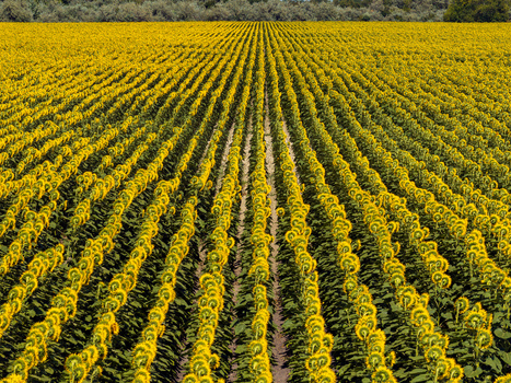 Aerial view of a vast field of blooming sunflowers arranged in neat rows in Ecka Vojvodina Serbia.