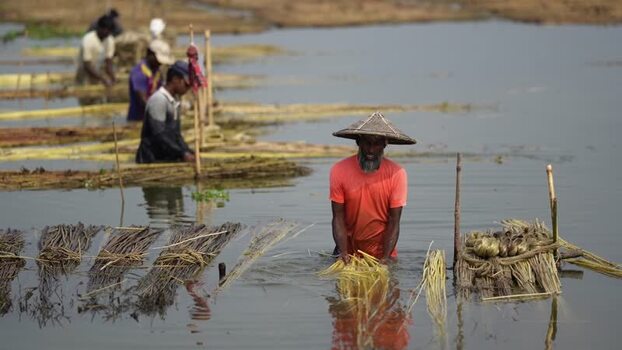 View of farmers processing jute fibers in Jamalpur Bangladesh.
