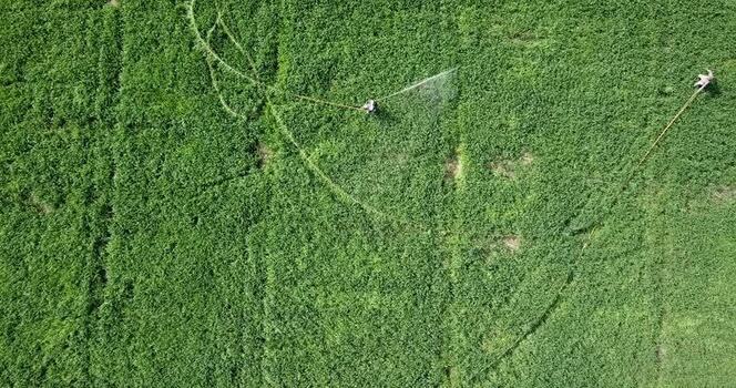 Aerial view of farmers working in a green field India. Aerial view of farmers working in a green field India.