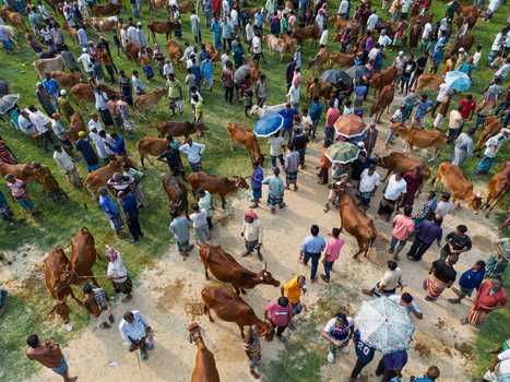 Akkelpur Upazila Bangladesh 20 May 2026 Aerial view of a crowded cattle market with farmers and traders gathered among livestock in an open field. Akkelpur Upazila Bangladesh 20 May 2026 Aerial view of a crowded cattle market with farmers and traders gathered among livestock in an open field.