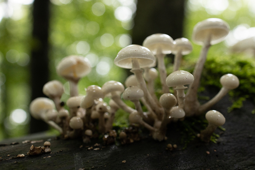 View of small white mushrooms growing on a mossy log in a lush green forest with soft bokeh background Kartuzy County Pomeranian Voivodeship Poland. View of small white mushrooms growing on a mossy log in a lush green forest with soft bokeh background Kartuzy County Pomeranian Voivodeship Poland.