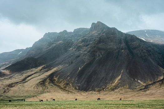 View of Icelandic horses grazing in a vast field beneath a dramatic mountain range under a cloudy sky in Reykjavik Reykjavikurborg Iceland.