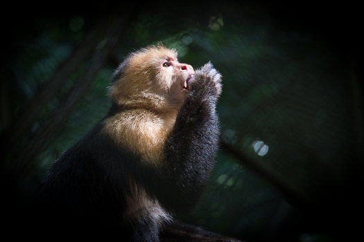 View of a white headed capuchin monkey eating in the lush forest of Monteverde Provincia de Puntarenas Costa Rica. View of a white headed capuchin monkey eating in the lush forest of Monteverde Provincia de Puntarenas Costa Rica.