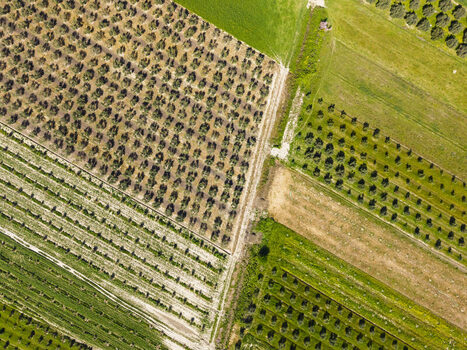 Aerial view of agricultural fields and orchards with geometric rows of trees and crops in the rural landscape in Lushnje Fier County Albania. Aerial view of agricultural fields and orchards with geometric rows of trees and crops in the rural landscape in Lushnje Fier County Albania.