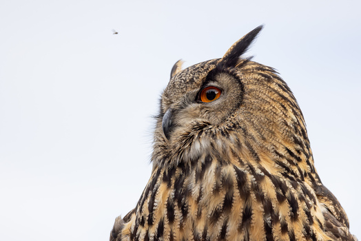 View of a majestic Eurasian Eagle Owl with bright orange eyes and prominent ear tufts against an overcast sky in Selestat Grand Est France.