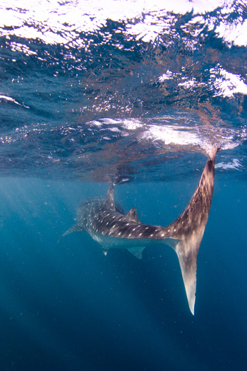 View of a whale shark swimming through the clear blue waters of the Indian Ocean during a Ningaloo Whaleshark Swim in Exmouth Western Australia Australia. View of a whale shark swimming through the clear blue waters of the Indian Ocean during a Ningaloo Whaleshark Swim in Exmouth Western Australia Australia.