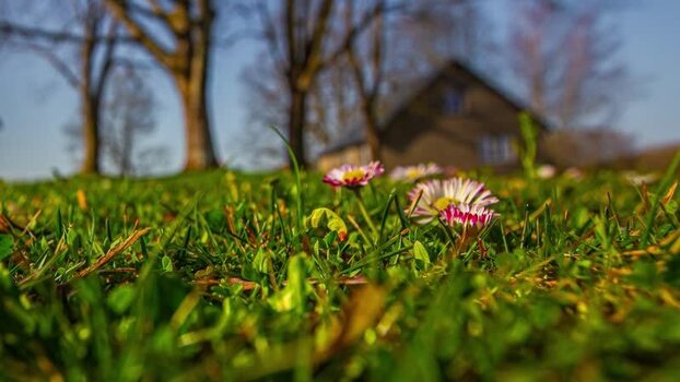 View of daisies in a meadow in Latvia.