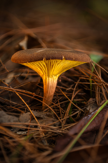 View of a solitary mushroom with a dark brown cap and glowing golden yellow gills emerging from a bed of dried pine needles Kabupaten Soppeng South Sulawesi Indonesia. View of a solitary mushroom with a dark brown cap and glowing golden yellow gills emerging from a bed of dried pine needles Kabupaten Soppeng South Sulawesi Indonesia.