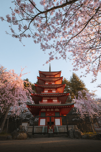 View of the vibrant red Chureito Pagoda contrasts against the delicate pink cherry blossoms under a clear sky a serene landscape Fujiyoshida Yamanashi Japan.