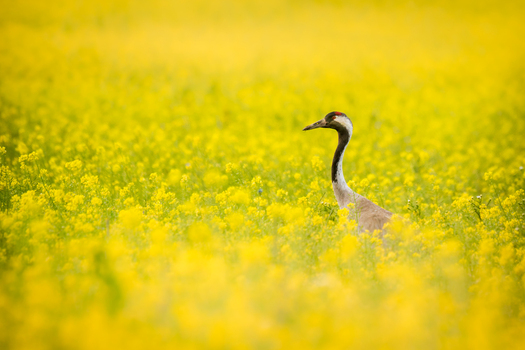 View of a common crane standing amidst a vibrant field of yellow rapeseed flowers under soft natural light in Debrzno Pomeranian Voivodeship Poland. View of a common crane standing amidst a vibrant field of yellow rapeseed flowers under soft natural light in Debrzno Pomeranian Voivodeship Poland.