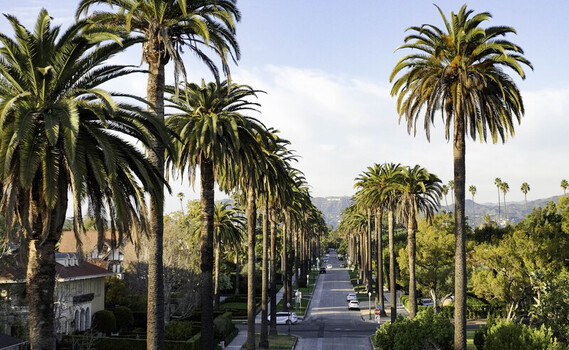 Los Angeles California United States 26 September 2026 Aerial view of the iconic Hollywood sign visible in the distance framed by tall palm trees lining a quiet residential street.