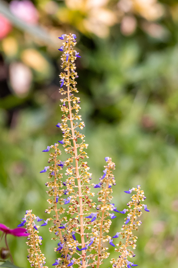 View of a blooming Coleus flower spike with small purple and yellow petals against a soft green blurred garden background in Antioquia Colombia.