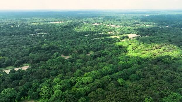 Aerial view of dense green orchards in Chapai Nawabganj Bangladesh.
