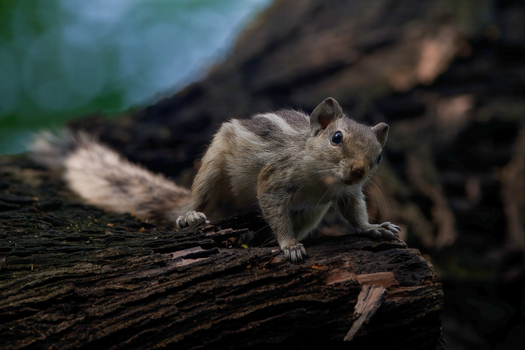 View of a palm squirrel with striped fur perched on a dark textured tree trunk in Lahore Punjab Pakistan. View of a palm squirrel with striped fur perched on a dark textured tree trunk in Lahore Punjab Pakistan.
