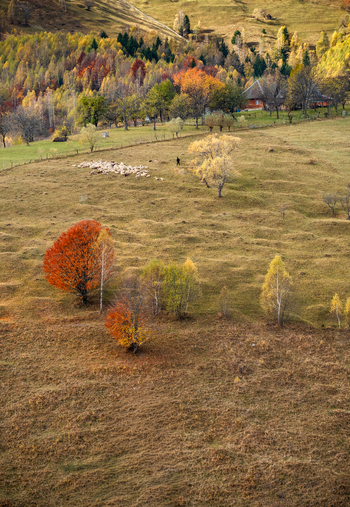 View of a shepherd tending to a flock of sheep on rolling hills with vibrant autumn trees and a traditional house in the background in Pestera Brasov Romania. View of a shepherd tending to a flock of sheep on rolling hills with vibrant autumn trees and a traditional house in the background in Pestera Brasov Romania.