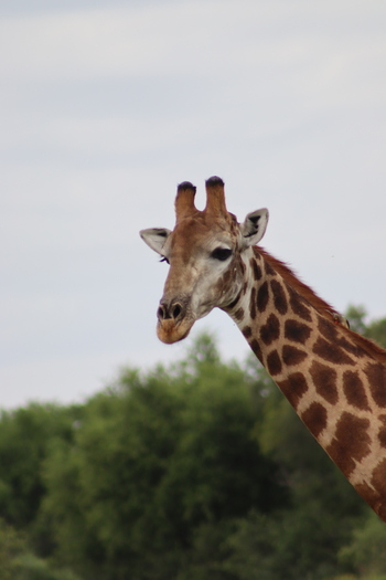View of a giraffe head and neck with distinctive spotted patterns against a backdrop of lush green trees at Finfoot Lake Reserve By Dream Resorts in Bojating North West South Africa.