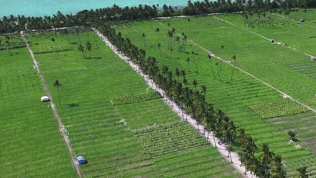 Aerial view of lush green agricultural fields and palm trees in Maldives. Aerial view of lush green agricultural fields and palm trees in Maldives.