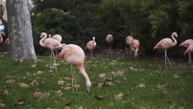 View of pink flamingos foraging on green grass in a park Spain.