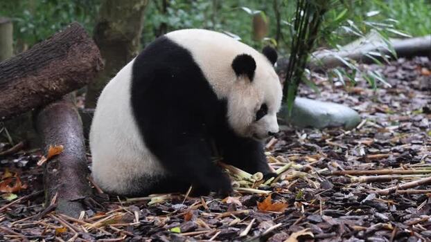 View of giant panda eating bamboo at Chengdu Research Base China. View of giant panda eating bamboo at Chengdu Research Base China.