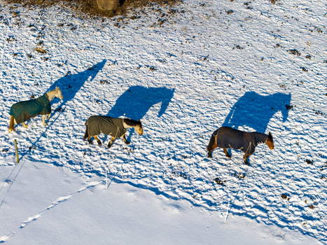 Aerial view of three horses wearing protective blankets walking across a snow covered field with long shadows in Lithuania.
