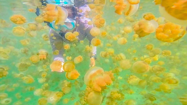View of a snorkeler surrounded by numerous golden jellyfish in the clear water of Kakaban Aquatic Kecamatan Teluk Bayur Kalimantan Timur Indonesia.