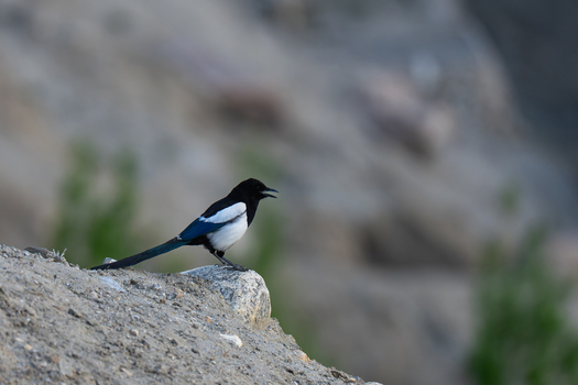 View of a black and white magpie perched on a rocky outcrop in the mountainous terrain of Gilgit Pakistan.