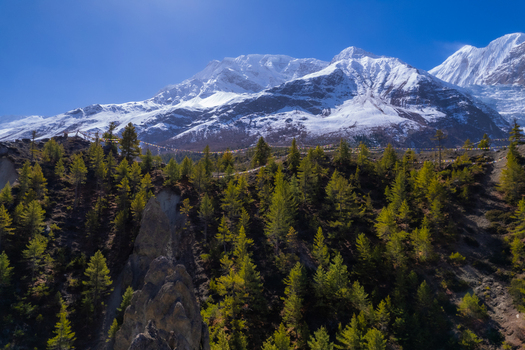 Aerial view of the snow capped Himalayan mountains featuring lush pine forests on the slopes and traditional prayer flags strung across the landscape in Nepal.