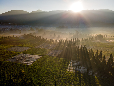 Aerial view of Dieng Plateau at sunrise with golden sun rays piercing through the morning mist over agricultural fields and rows of trees in Kecamatan Batur Jawa Tengah Indonesia. Aerial view of Dieng Plateau at sunrise with golden sun rays piercing through the morning mist over agricultural fields and rows of trees in Kecamatan Batur Jawa Tengah Indonesia.
