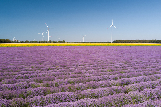 Aerial view of a vibrant lavender field in bloom with a strip of yellow flowers and wind turbines in the distance under a clear blue sky in Saints Constantine and Helena Varna Bulgaria.
