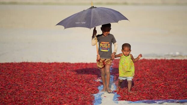 View of children walking through drying red chilies Bangladesh. View of children walking through drying red chilies Bangladesh.