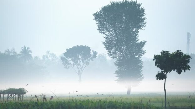 View of misty trees in a foggy rural field Bangladesh. View of misty trees in a foggy rural field Bangladesh.
