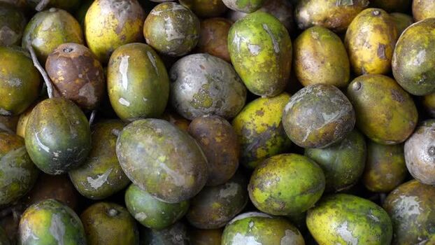View of hog plums piled at a local market Bangladesh. View of hog plums piled at a local market Bangladesh.