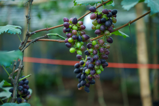 View of fresh purple and green grapes hanging from a vine in a vineyard with lush green leaves Bogura Rajshahi Division Bangladesh. View of fresh purple and green grapes hanging from a vine in a vineyard with lush green leaves Bogura Rajshahi Division Bangladesh.