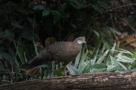 View of a grey peacock pheasant standing on a fallen log amidst lush tropical foliage in the forest of Dehong Dai and Jingpo Autonomous Prefecture Yunnan China. View of a grey peacock pheasant standing on a fallen log amidst lush tropical foliage in the forest of Dehong Dai and Jingpo Autonomous Prefecture Yunnan China.