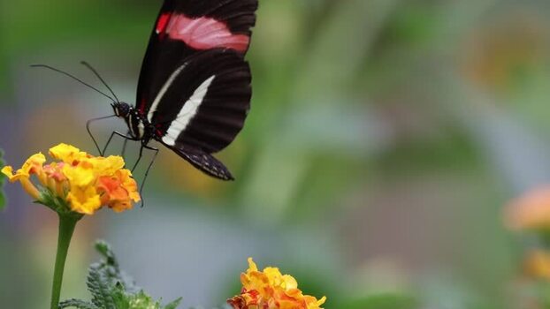 View of a butterfly on a yellow flower in France.